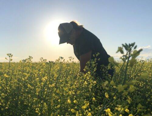 A recipe for an 80 bu canola crop