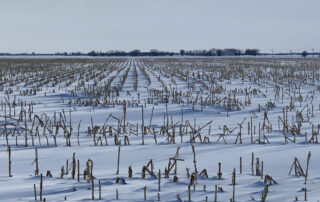 Manitoba-field-stubble