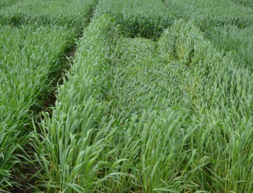 Crop Lodging