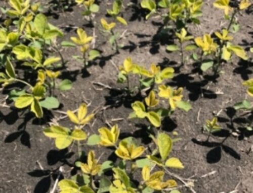 Iron Deficiency Chlorosis in Soybeans