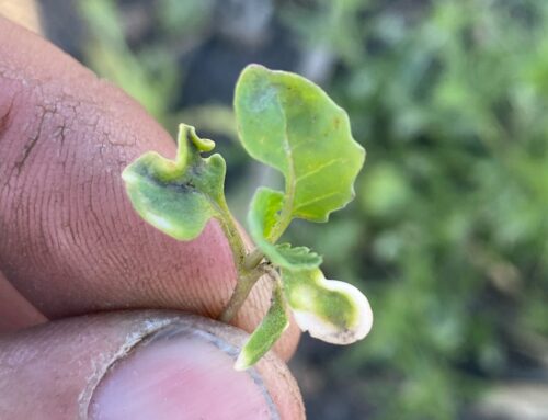 What’s up with my canola?