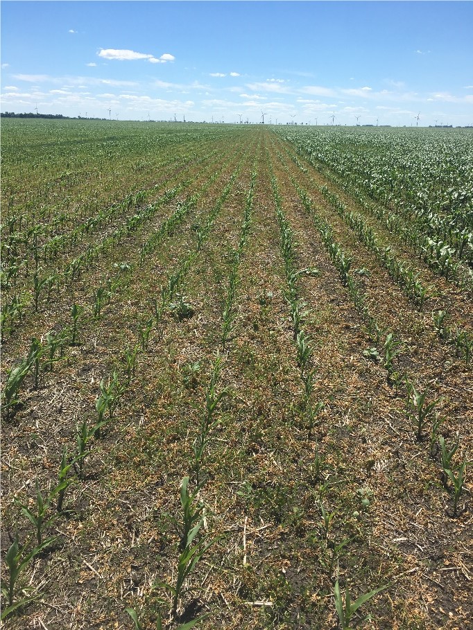 Weed Pressure in Corn