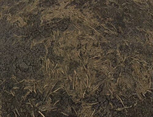 The Importance of Uniform Emergence in Crops