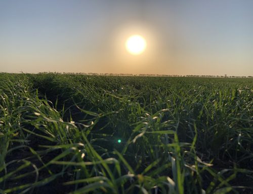 The Science & Art of Planting Depth: Finding the Right Balance
