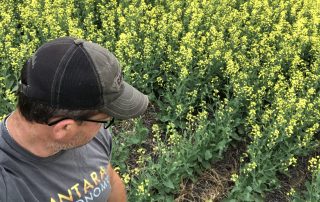 Concerns, Canola, Red River Valley Verticillium Stripe, Soybean Cyst Nematode, Palmer Amaranth, Waterhemp