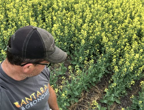 Emerging Agronomic Challenges in the Red River Valley: What Farmers Need to Know