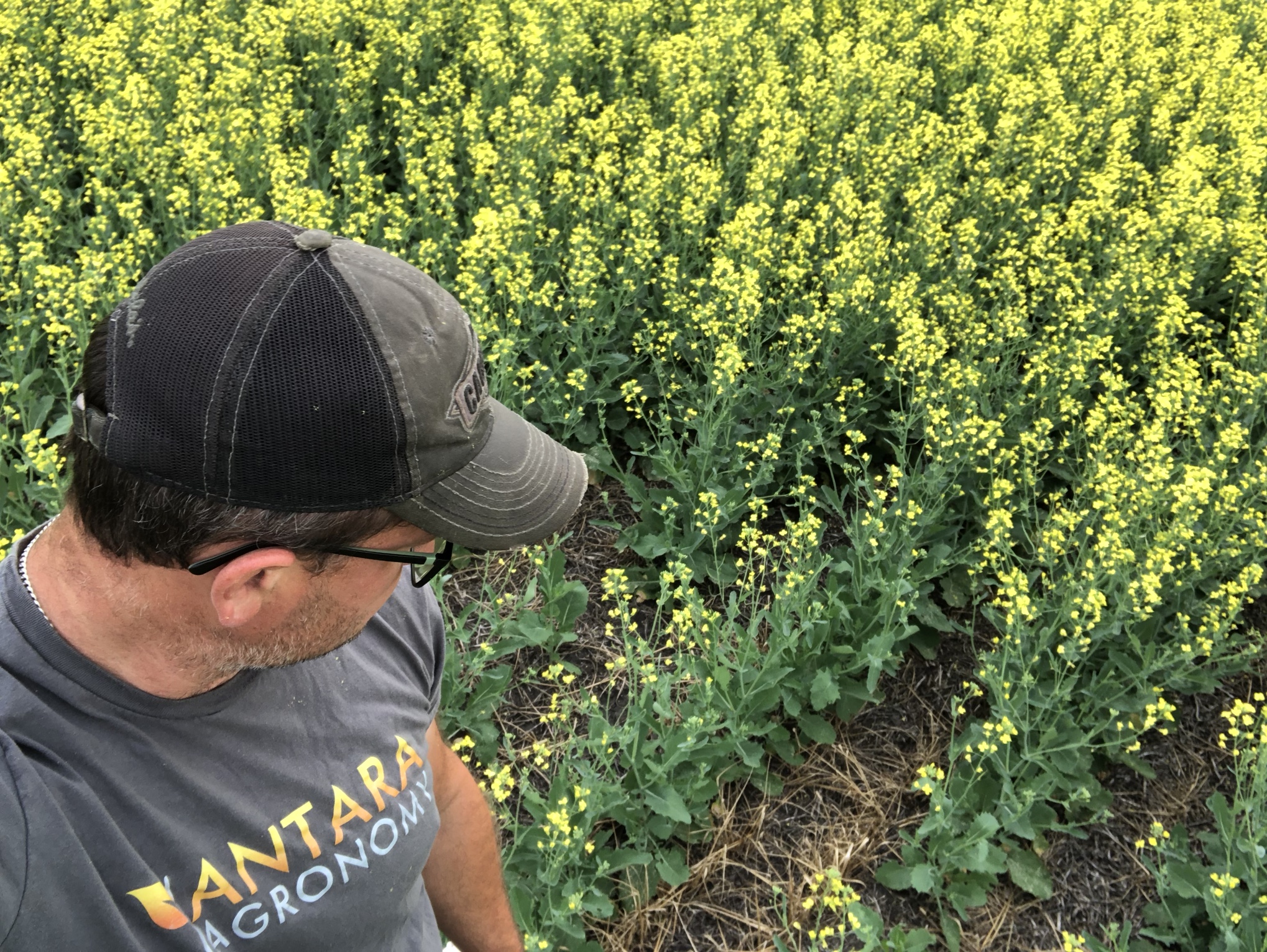 Concerns, Canola, Red River Valley Verticillium Stripe, Soybean Cyst Nematode, Palmer Amaranth, Waterhemp