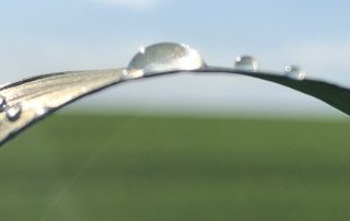 Wheat, Water, Water Usage