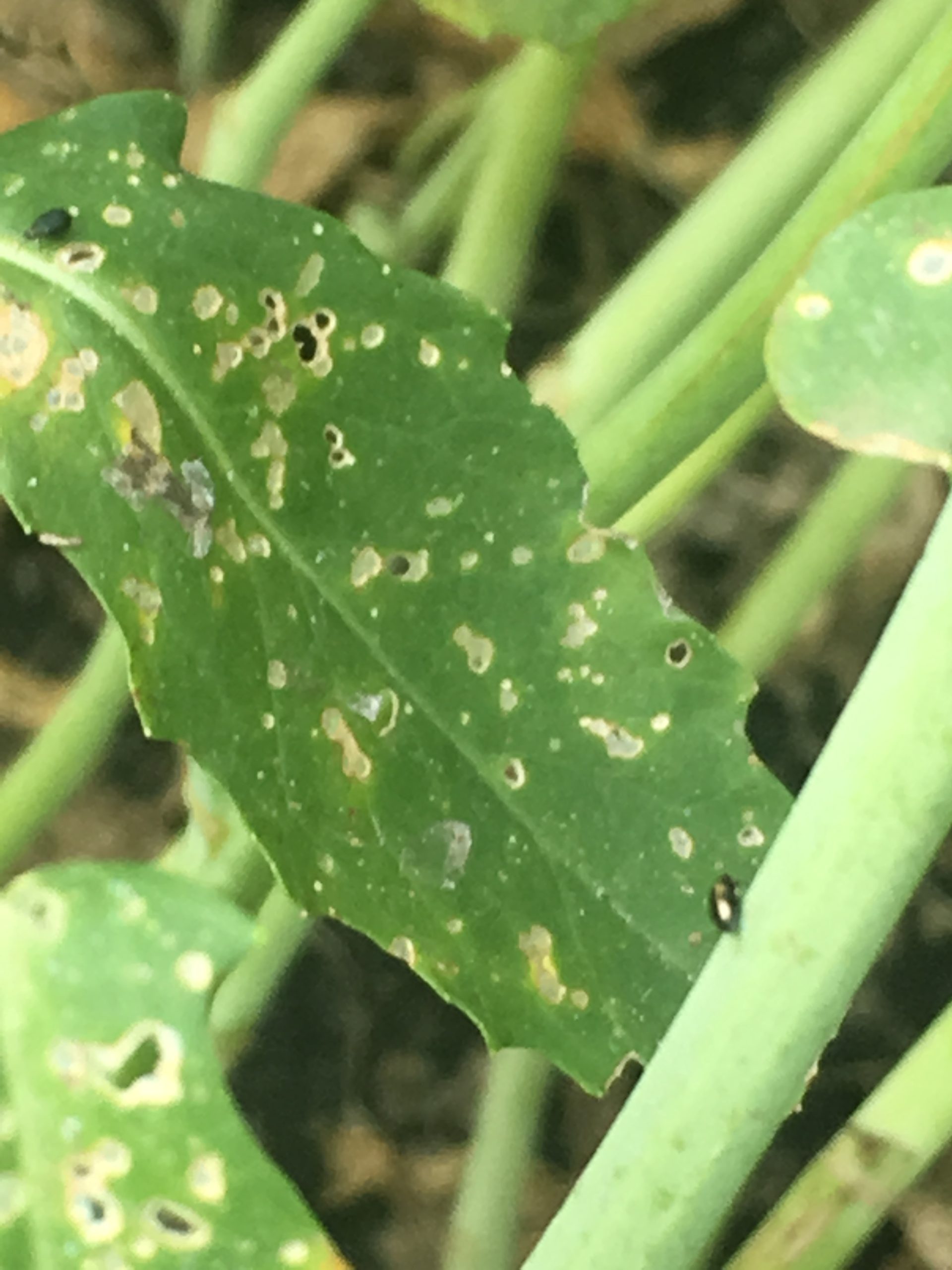 Canola Flea Beetle Damage