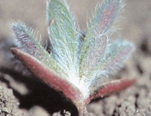 Kochia and Herbicide-Resistant Kochia: Challenges and Management in the Red River Valley 