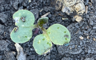 Flea Beetles