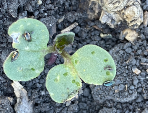 Weather’s Wild Card: How It Shapes Flea Beetle Risk in Canola