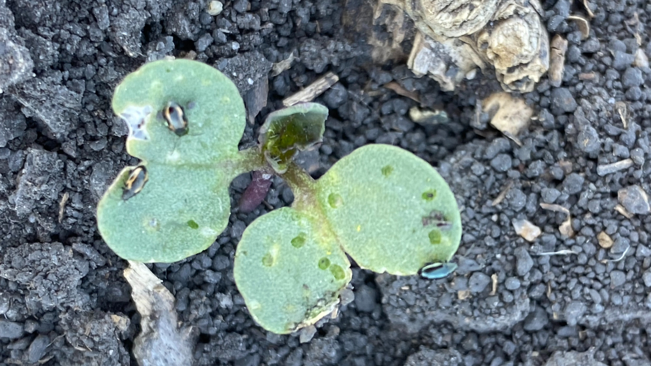 Flea Beetles
